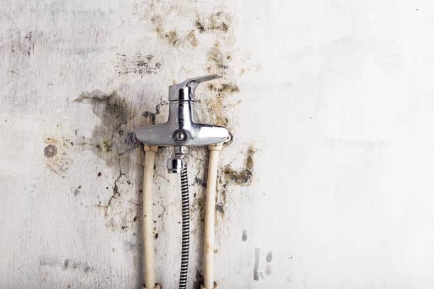 Best Local Mold Removal Service  in Othello, WA
