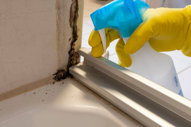 Best Certified Mold Removal  in Othello, WA