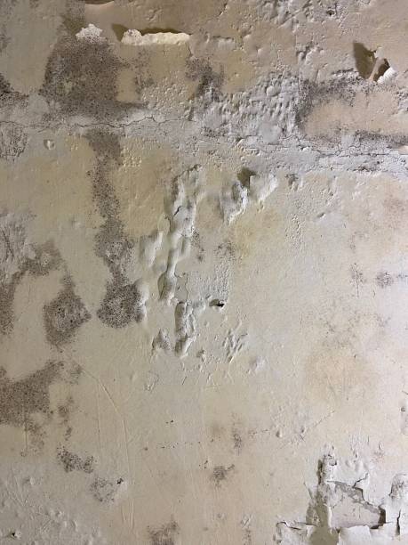 Best Home Mold Removal  in Othello, WA