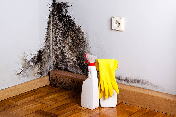 Crawl Space Mold Removal in Othello, WA